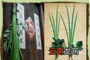 端午节要吃粽子为什么不叫粽子节