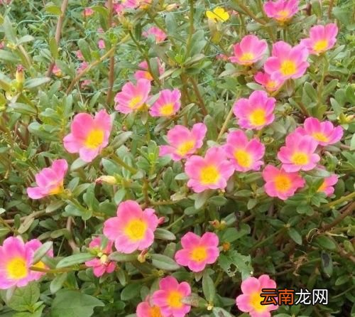 五指毛桃可以煲什么汤