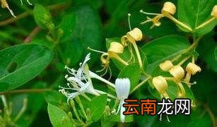 金银花什么时候种植合适