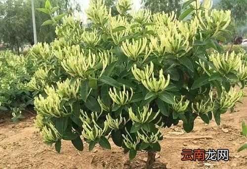 金银花什么时候种植合适