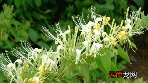 金银花什么时候种植合适
