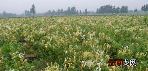 金银花什么时候种植合适