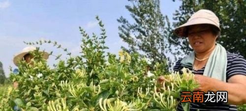 金银花什么时候种植合适