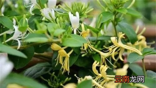 金银花什么时候种植合适