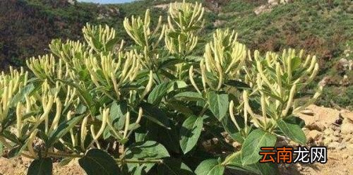 金银花什么时候种植合适
