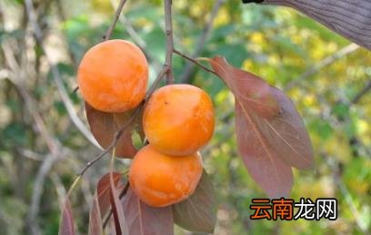 柿饼比柿子糖分高吗 柿子和柿饼哪个糖分高
