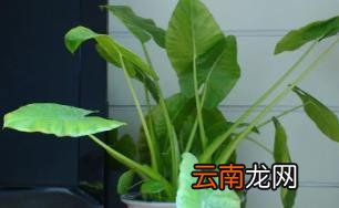 滴水观音放哪里招财 滴水观音放家里能招财吗