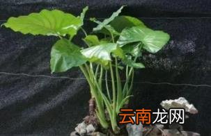 滴水观音放哪里招财 滴水观音放家里能招财吗