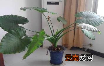 滴水观音放哪里招财 滴水观音放家里能招财吗