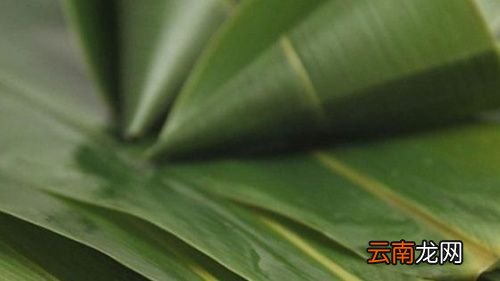 粽叶属于什么垃圾分类