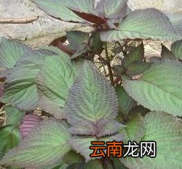 紫苏什么时候播种最好