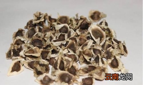 辣木籽有补肾壮阳的功效吗