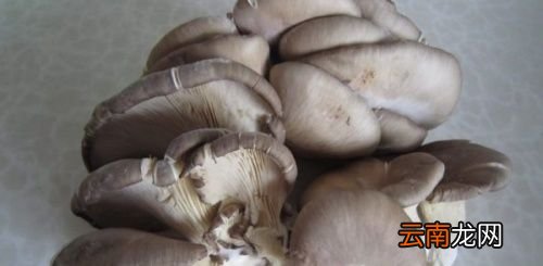 平菇一般煮几分钟能熟