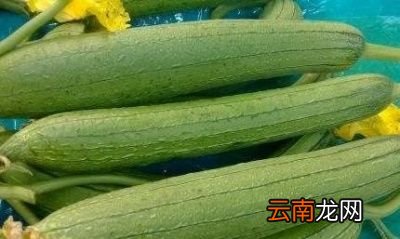 丝瓜不能炒肉丝的具体原因