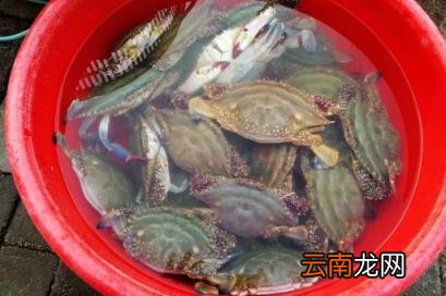 梭子蟹杀好后可以放到晚上烧吗 梭子蟹杀好后放到下午吃可不可以