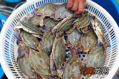 梭子蟹杀好后可以放到晚上烧吗 梭子蟹杀好后放到下午吃可不可以