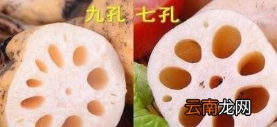 莲藕有七孔和九孔之分有什么区别该怎么挑选
