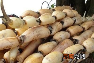 莲藕有七孔和九孔之分有什么区别该怎么挑选