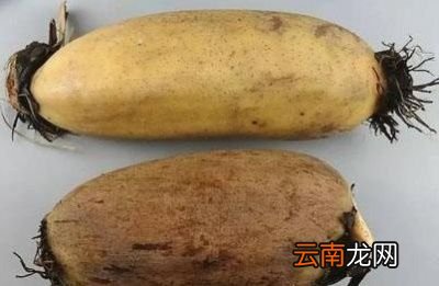 莲藕有七孔和九孔的他们有什么区别