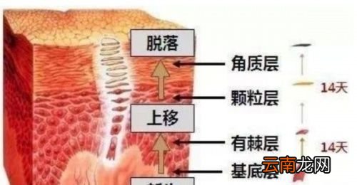 角质层薄怎么修复增厚