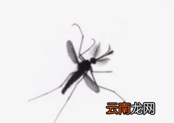 最后一个问题蚊子为什么喜欢围着人叫
