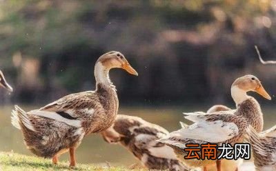 鸡蛋和鸭蛋的做法