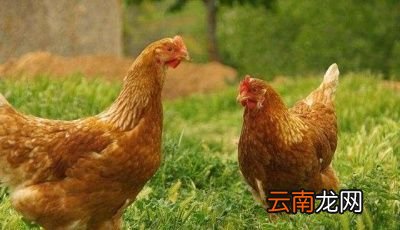 鸡蛋和鸭蛋的做法