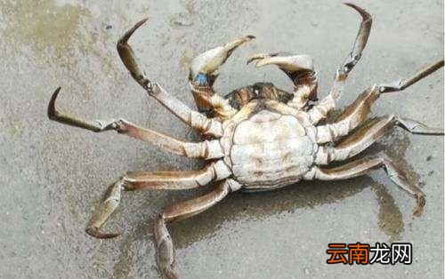 冰箱螃蟹刚死了能不能吃了