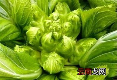 超市里卖的“儿菜”到底是什么菜
