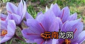 哪种人不适合吃藏红花