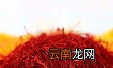 哪种人不适合吃藏红花