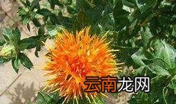 哪种人不适合吃藏红花