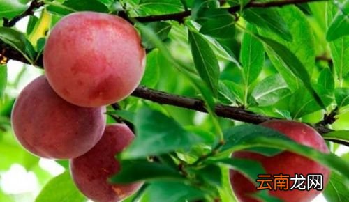 杏子和李子有什么区别