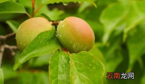 杏子和李子有什么区别