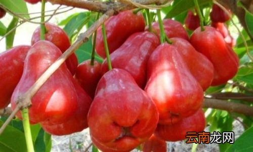 莲雾有什么作用和功效