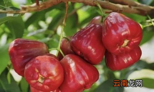 莲雾有什么作用和功效