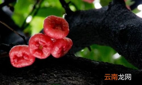 莲雾有什么作用和功效