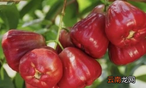 莲雾功效和作用是什么
