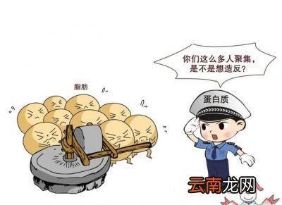 什么是生酮饮食
