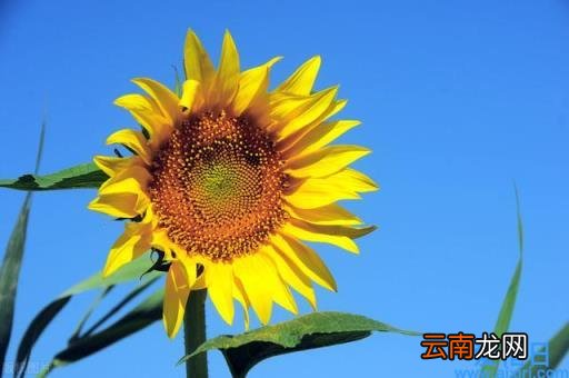 远程桌面设置的连接详细步骤 远程桌面连接设置