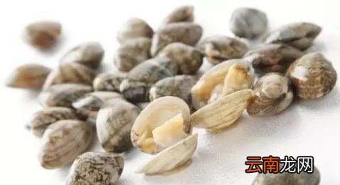 花蛤半生不熟有寄生虫吗
