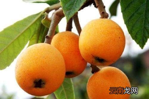 枇杷什么时候种植最好