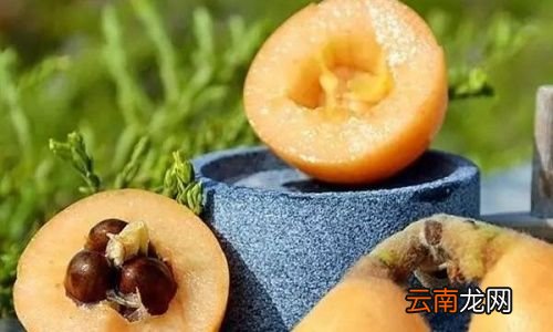 枇杷什么时候种植最好