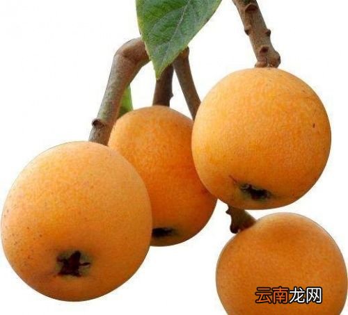 枇杷什么时候种植最好
