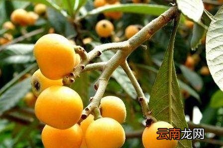 枇杷什么时候种植最好
