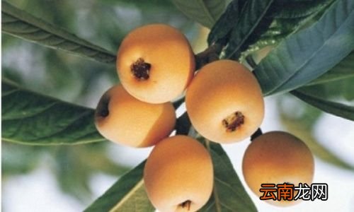 枇杷什么时候结果成熟