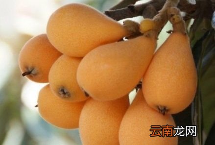 枇杷什么时候收获最好