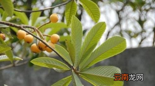 枇杷什么时候有新鲜的