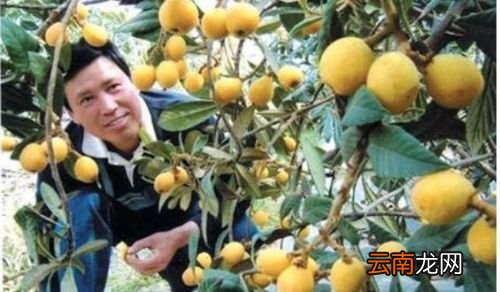 枇杷一般是哪个季节的