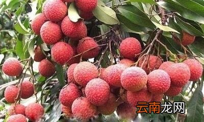 今年果农的荔枝收入如何